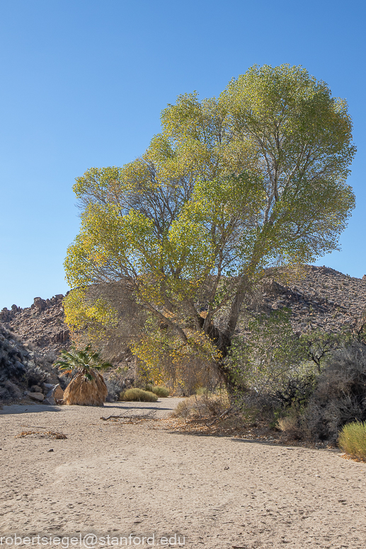 Joshua Tree National Park